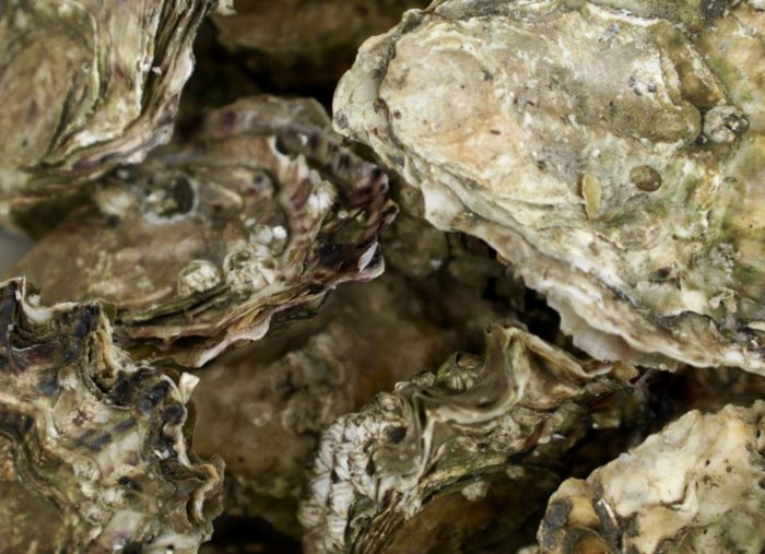Boomers & Bivalves